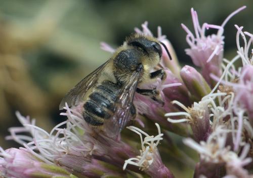 Megachile sp.